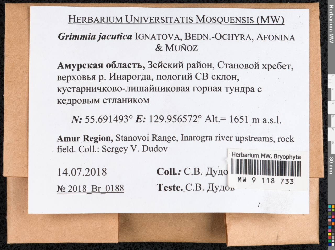 Grimmia jacutica Ignatova, Bedn.-Ochyra, Afonina & J. Muñoz, Bryophytes, Bryophytes - Russian Far East (excl. Chukotka & Kamchatka) (B20) (Russia)