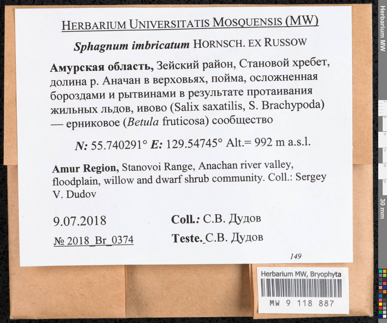 Sphagnum imbricatum Hornsch. ex Russow, Bryophytes, Bryophytes - Russian Far East (excl. Chukotka & Kamchatka) (B20) (Russia)