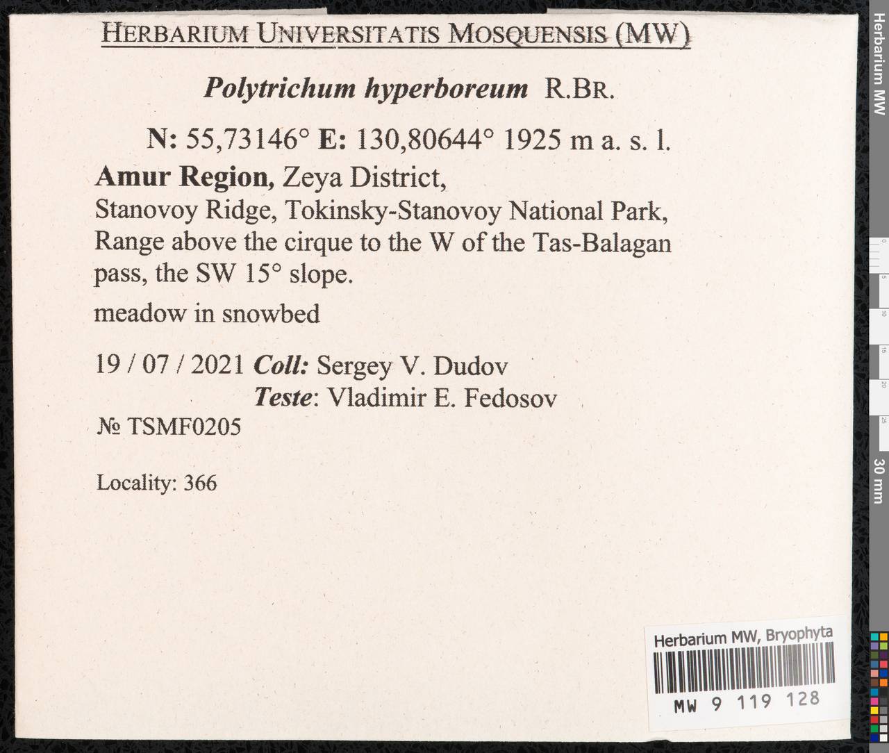 Polytrichum hyperboreum R. Br., Bryophytes, Bryophytes - Russian Far East (excl. Chukotka & Kamchatka) (B20) (Russia)