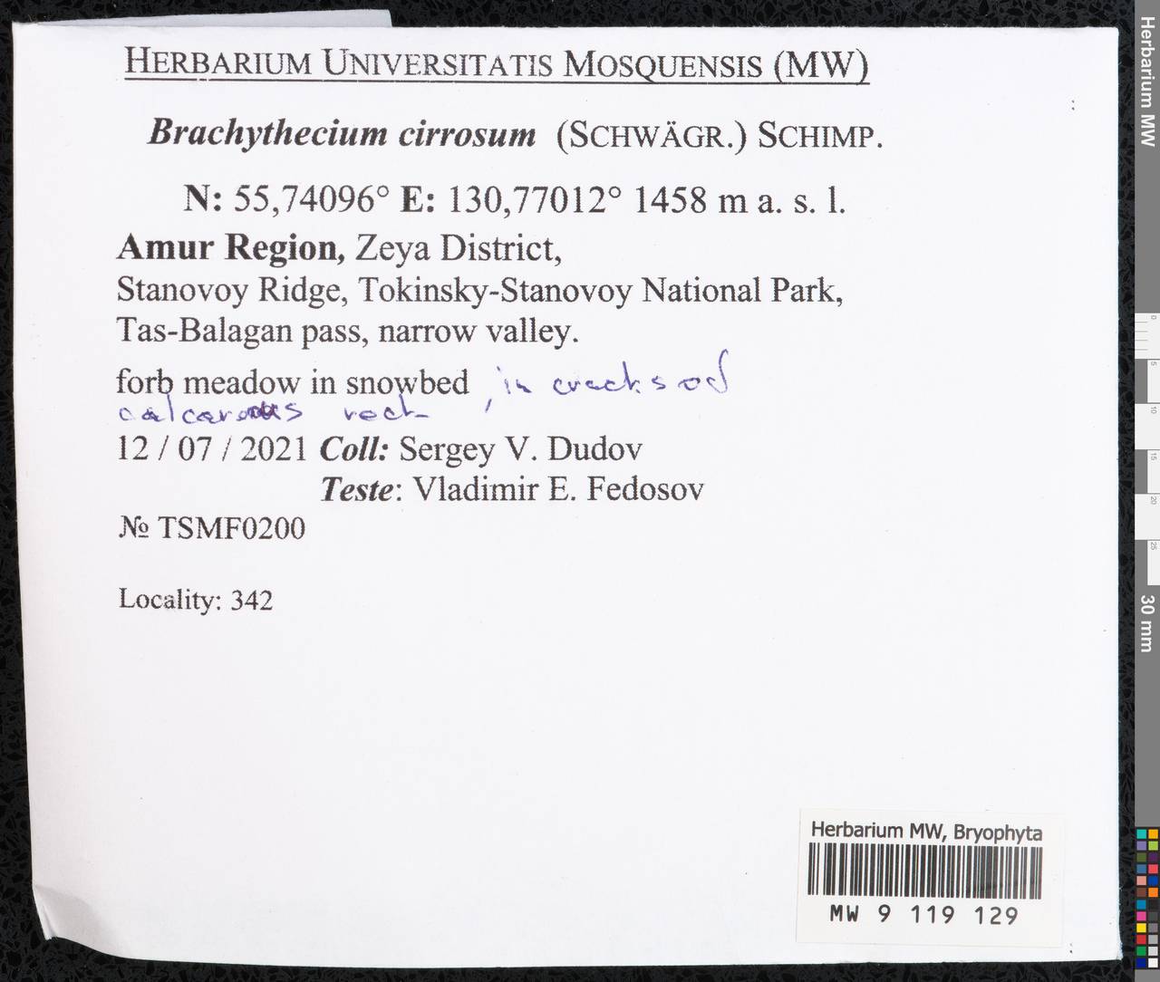 Brachythecium cirrosum (Schwägr.) Schimp., Bryophytes, Bryophytes - Russian Far East (excl. Chukotka & Kamchatka) (B20) (Russia)