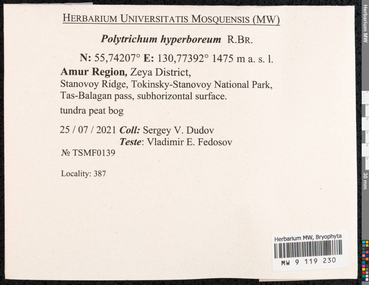Polytrichum hyperboreum R. Br., Bryophytes, Bryophytes - Russian Far East (excl. Chukotka & Kamchatka) (B20) (Russia)