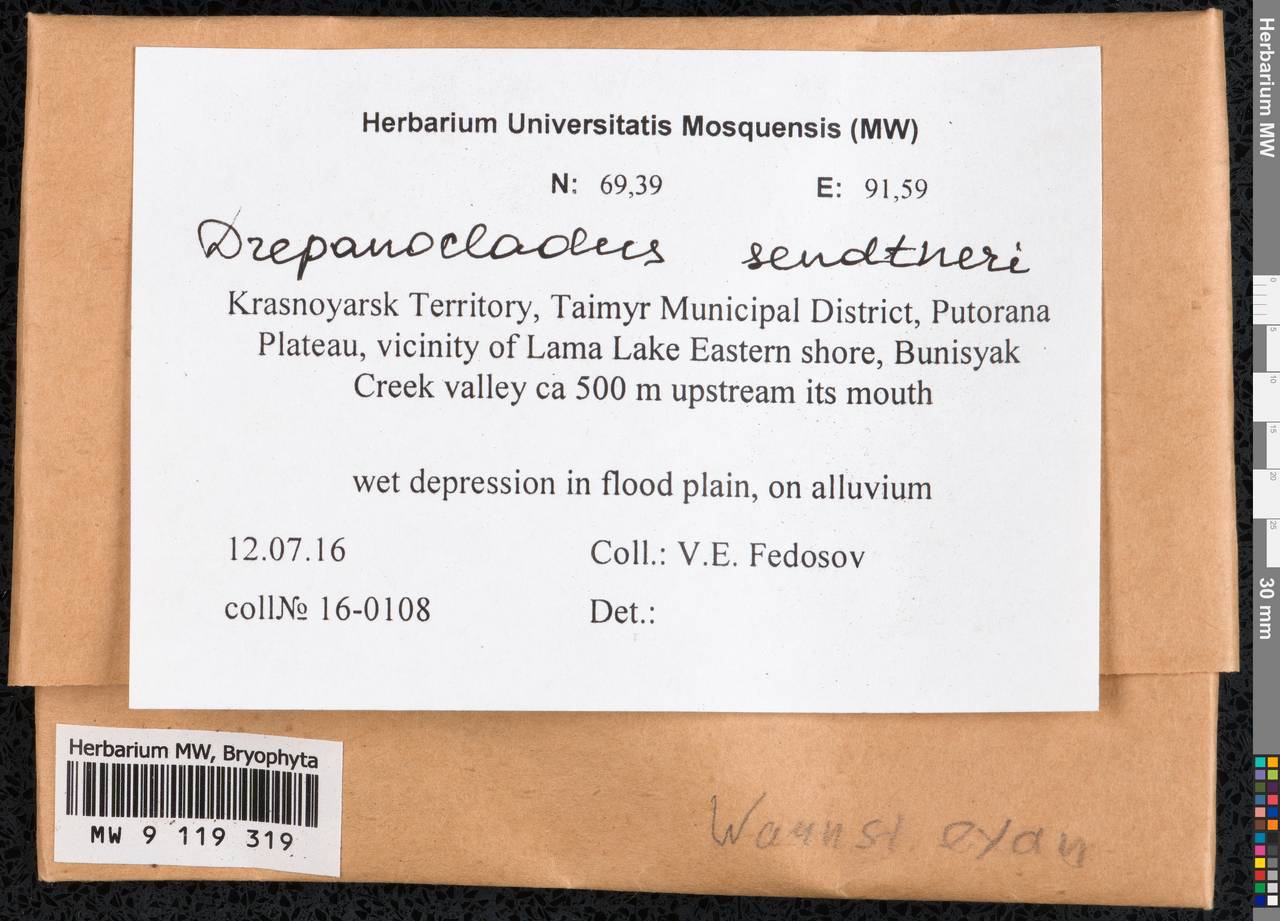 Drepanocladus sendtneri (Schimp. ex H. Müll.) Warnst., Bryophytes, Bryophytes - Krasnoyarsk Krai, Tyva & Khakassia (B17) (Russia)
