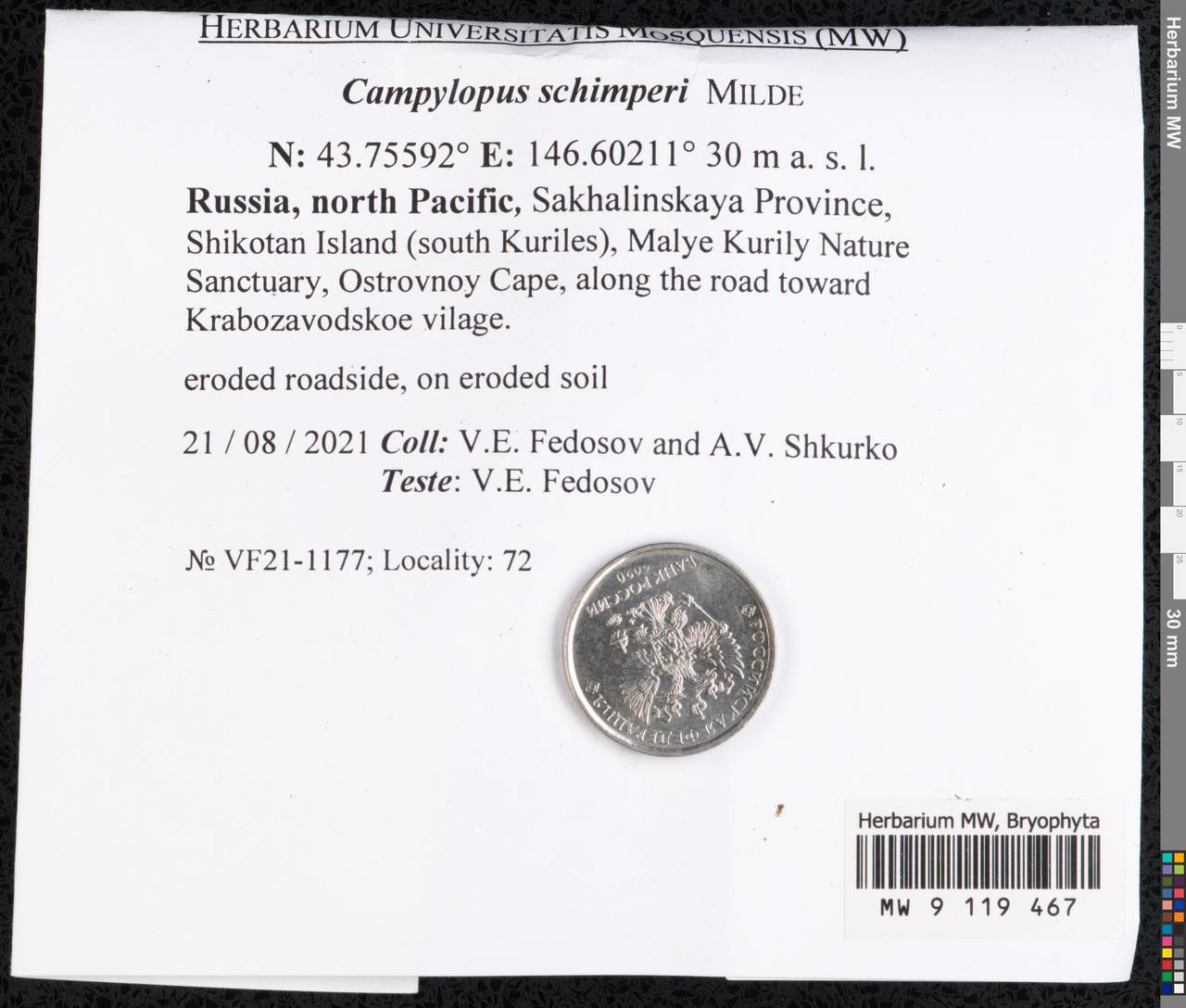 Campylopus schimperi Milde, Bryophytes, Bryophytes - Russian Far East (excl. Chukotka & Kamchatka) (B20) (Russia)