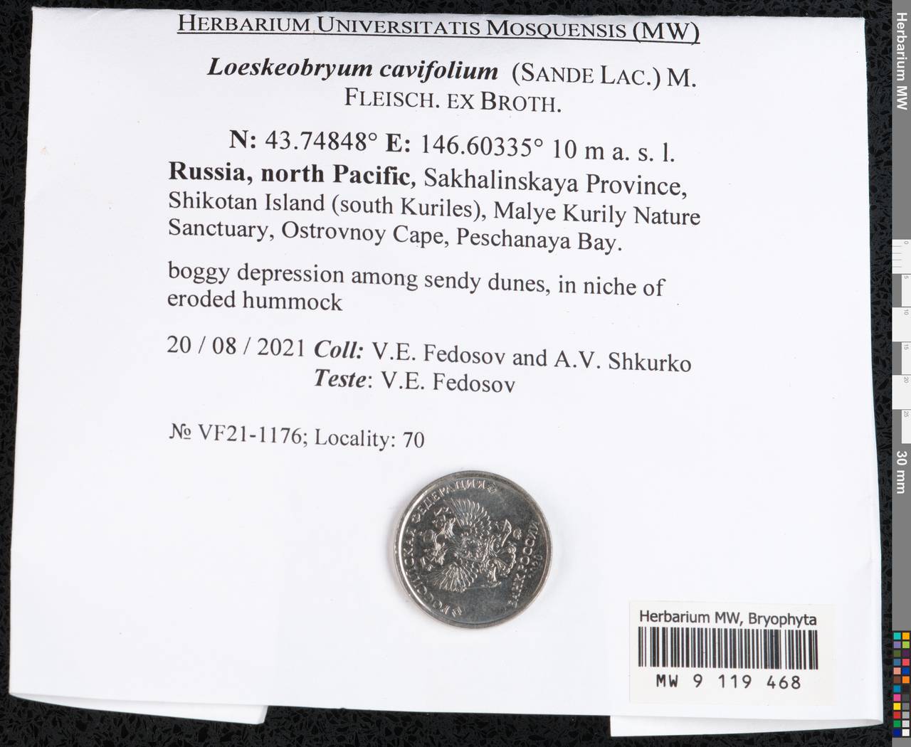 Loeskeobryum cavifolium (Sande Lac.) M. Fleisch. ex Broth., Bryophytes, Bryophytes - Russian Far East (excl. Chukotka & Kamchatka) (B20) (Russia)