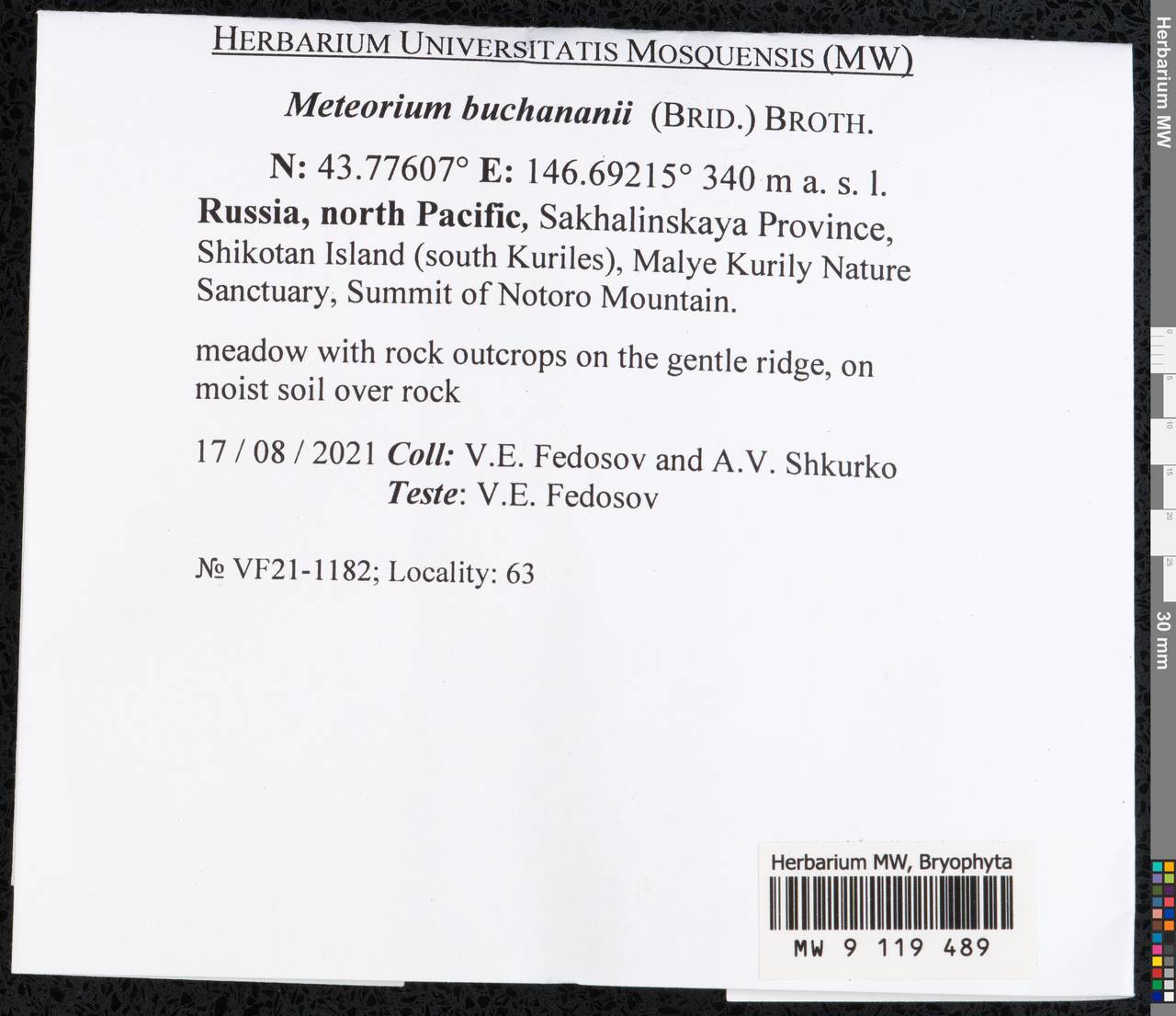 Meteorium buchananii (Brid.) Broth., Bryophytes, Bryophytes - Russian Far East (excl. Chukotka & Kamchatka) (B20) (Russia)