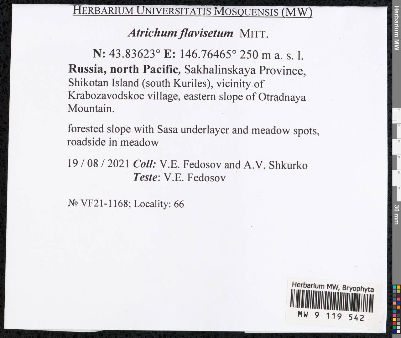 Atrichum flavisetum Mitt., Bryophytes, Bryophytes - Russian Far East (excl. Chukotka & Kamchatka) (B20) (Russia)
