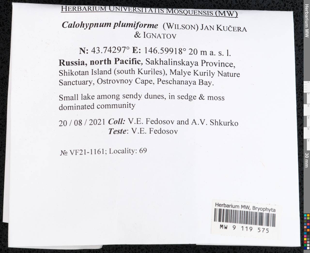 Calohypnum plumiforme (Wilson) Jan Kučera & Ignatov, Bryophytes, Bryophytes - Russian Far East (excl. Chukotka & Kamchatka) (B20) (Russia)