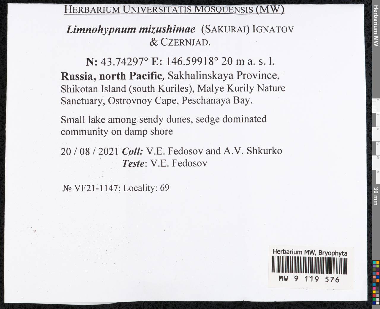 Limnohypnum mizushimae (Sakurai) Ignatov & Czernjad., Bryophytes, Bryophytes - Russian Far East (excl. Chukotka & Kamchatka) (B20) (Russia)