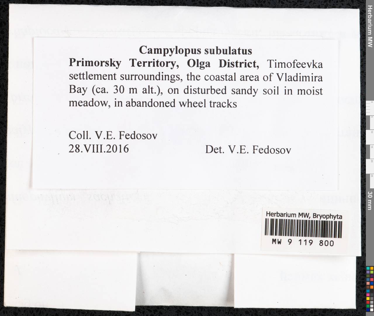 Campylopus subulatus Schimp. ex Milde, Bryophytes, Bryophytes - Russian Far East (excl. Chukotka & Kamchatka) (B20) (Russia)