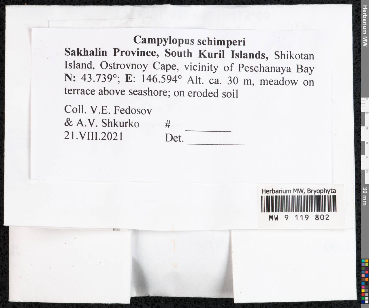 Campylopus schimperi Milde, Bryophytes, Bryophytes - Russian Far East (excl. Chukotka & Kamchatka) (B20) (Russia)