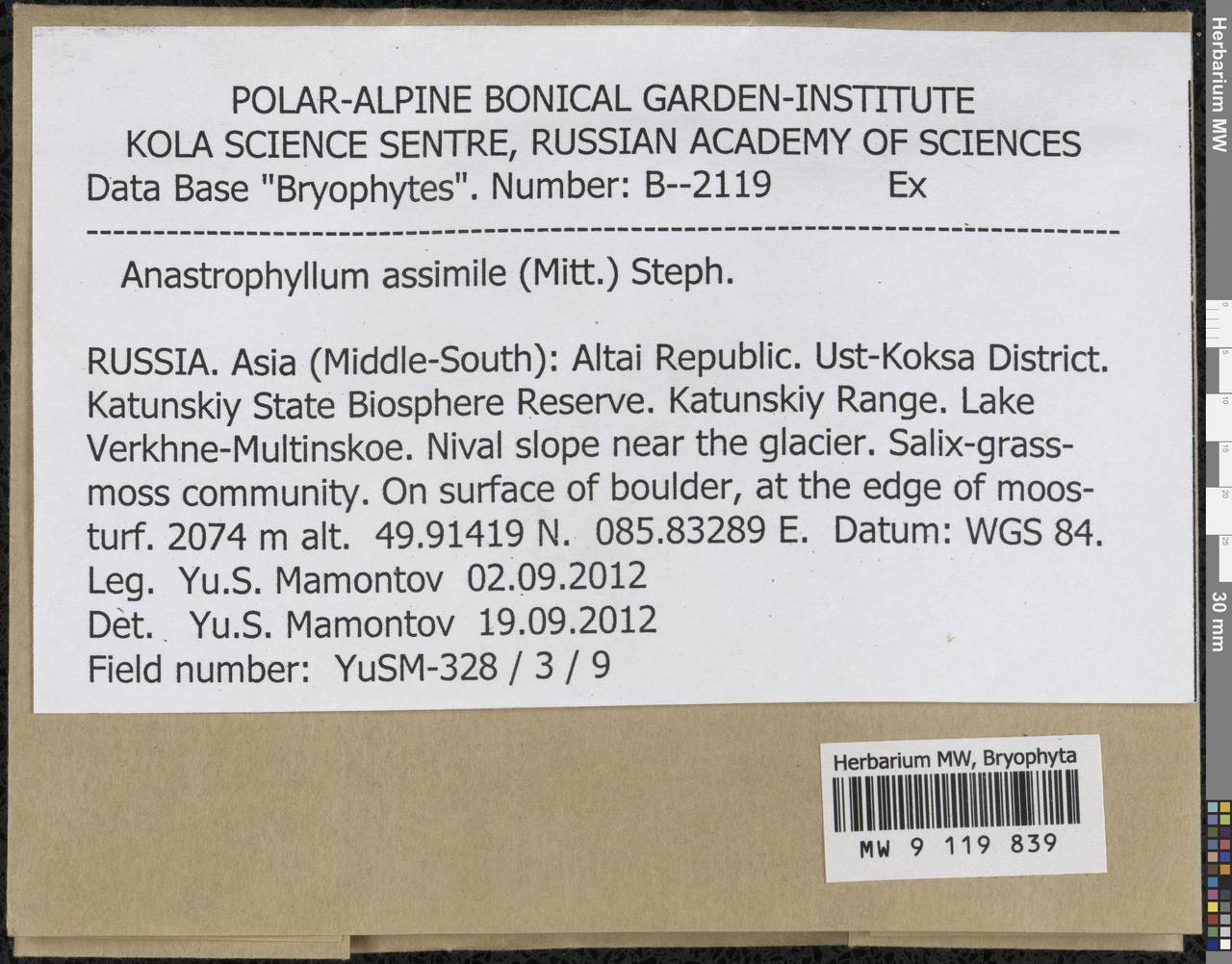 Anastrophyllum assimile (Mitt.) Steph., Bryophytes, Bryophytes - Western Siberia (including Altai) (B15) (Russia)