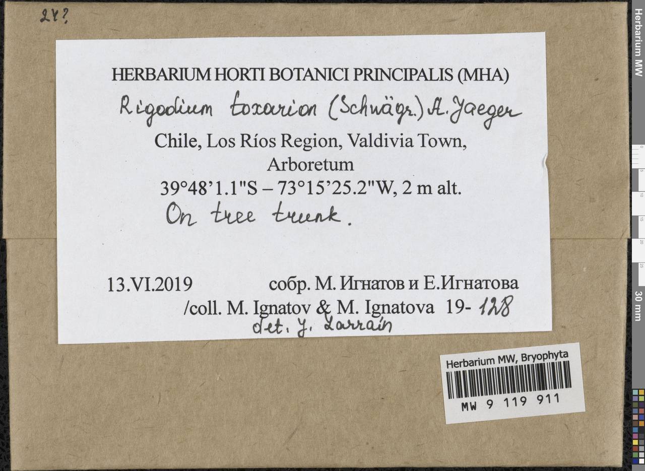 Rigodium toxarion (Schwägr.) A. Jaeger, Bryophytes, Bryophytes - America (BAm) (Chile)