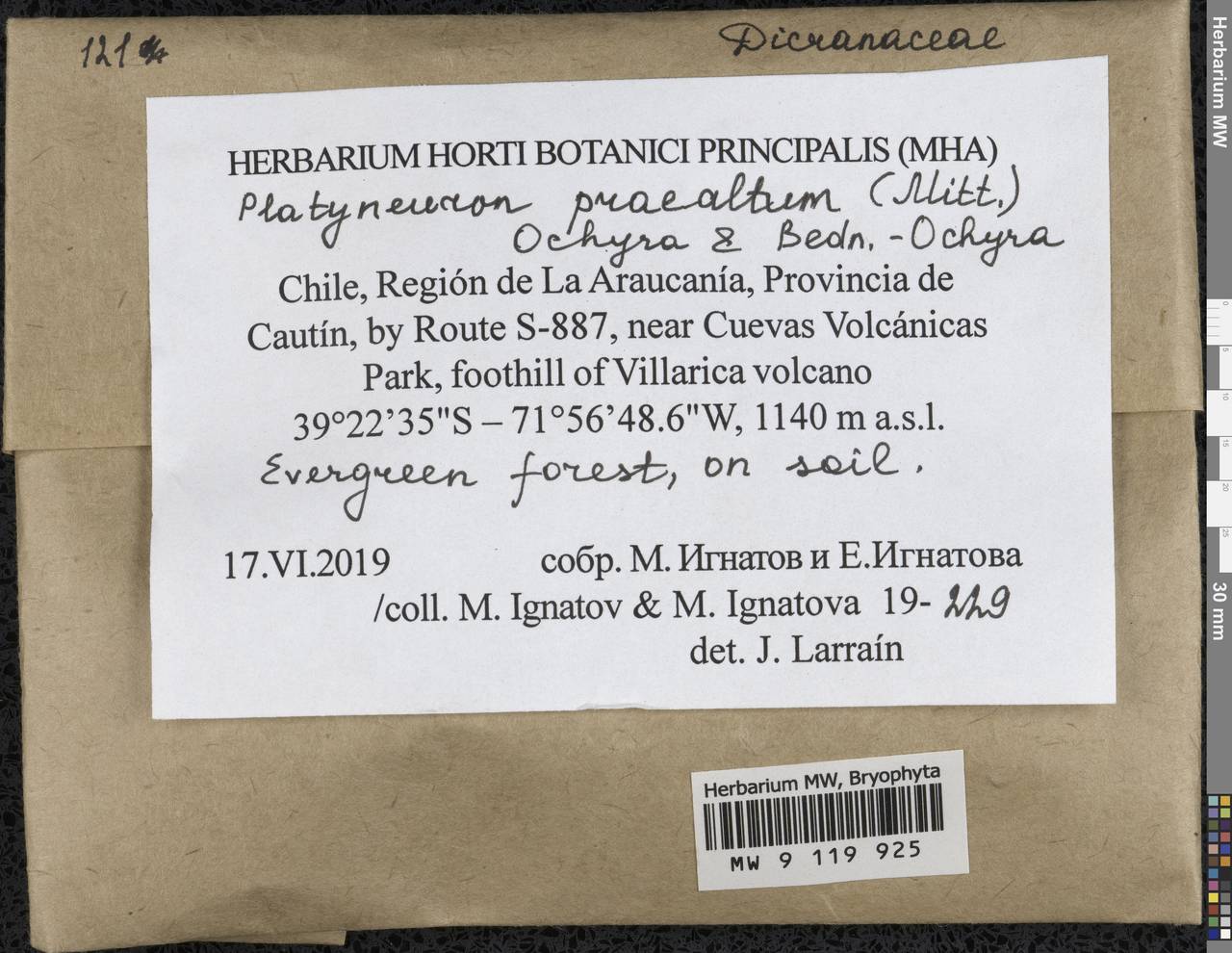 Platyneuron praealtum (Mitt.) Ochyra & Bedn.-Ochyra, Bryophytes, Bryophytes - America (BAm) (Chile)