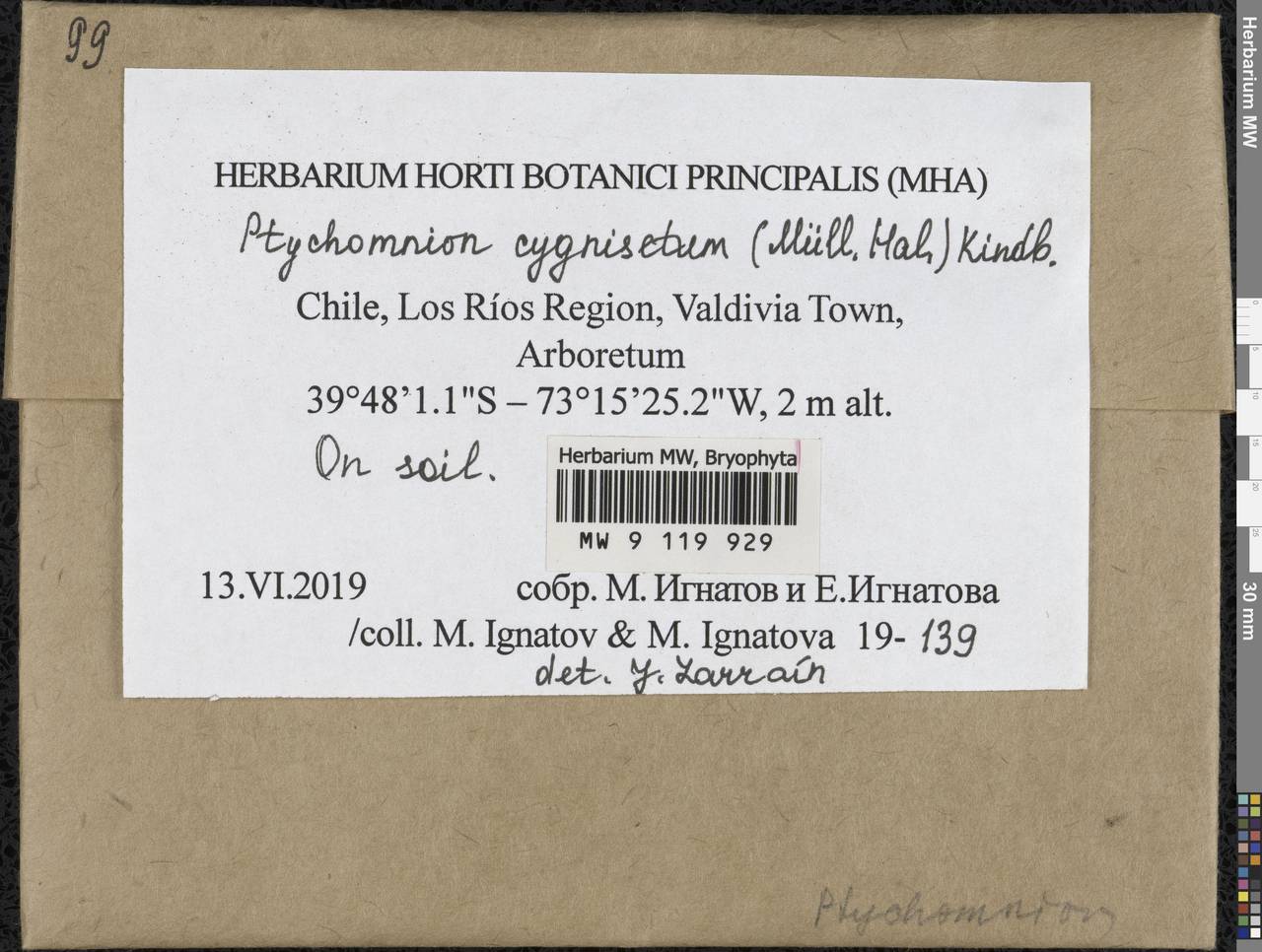 Ptychomnion cygnisetum (Müll. Hal.) Kindb., Bryophytes, Bryophytes - America (BAm) (Chile)