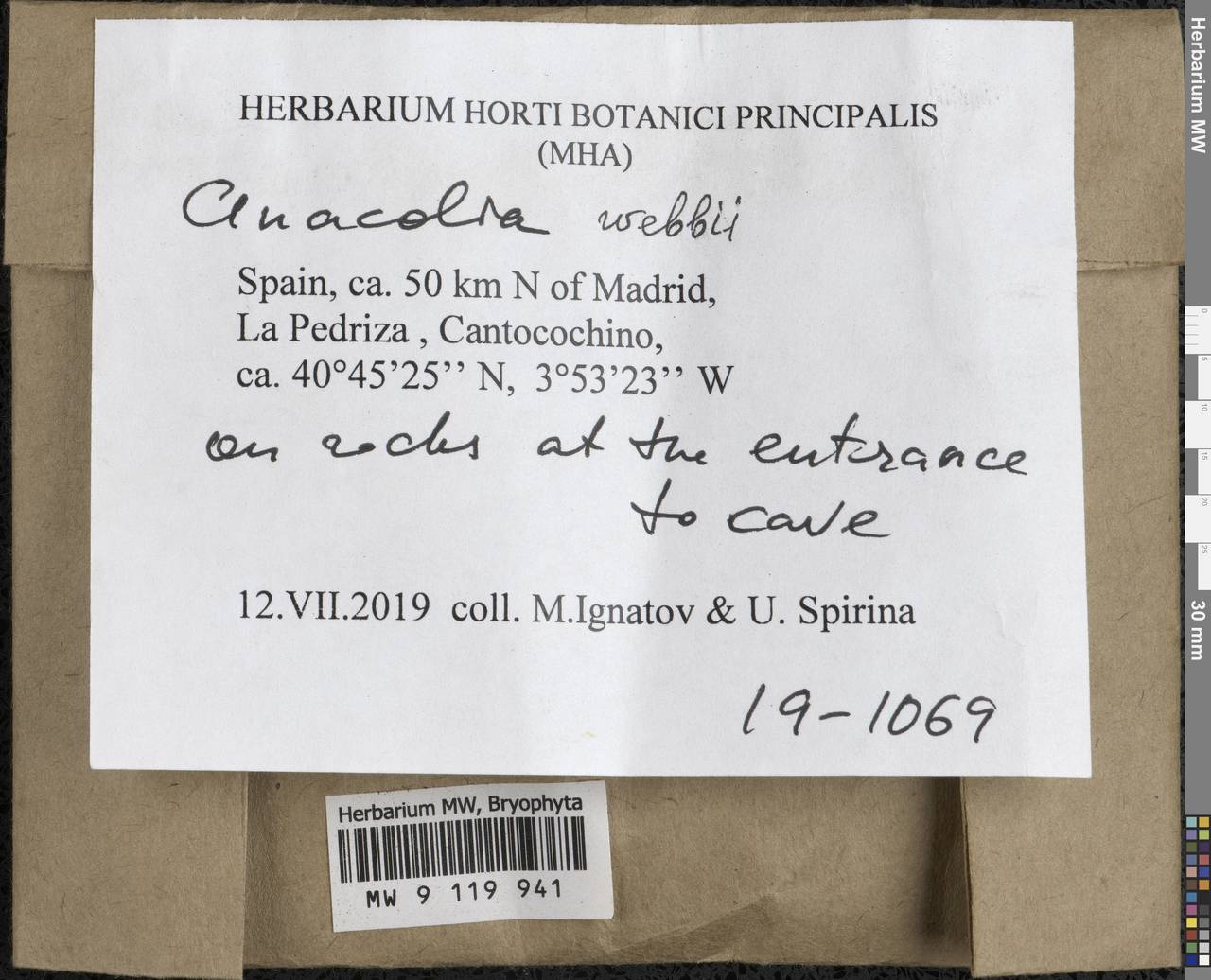 Anacolia webbii (Mont.) Schimp., Bryophytes, Bryophytes - Western Europe (BEu) (Spain)