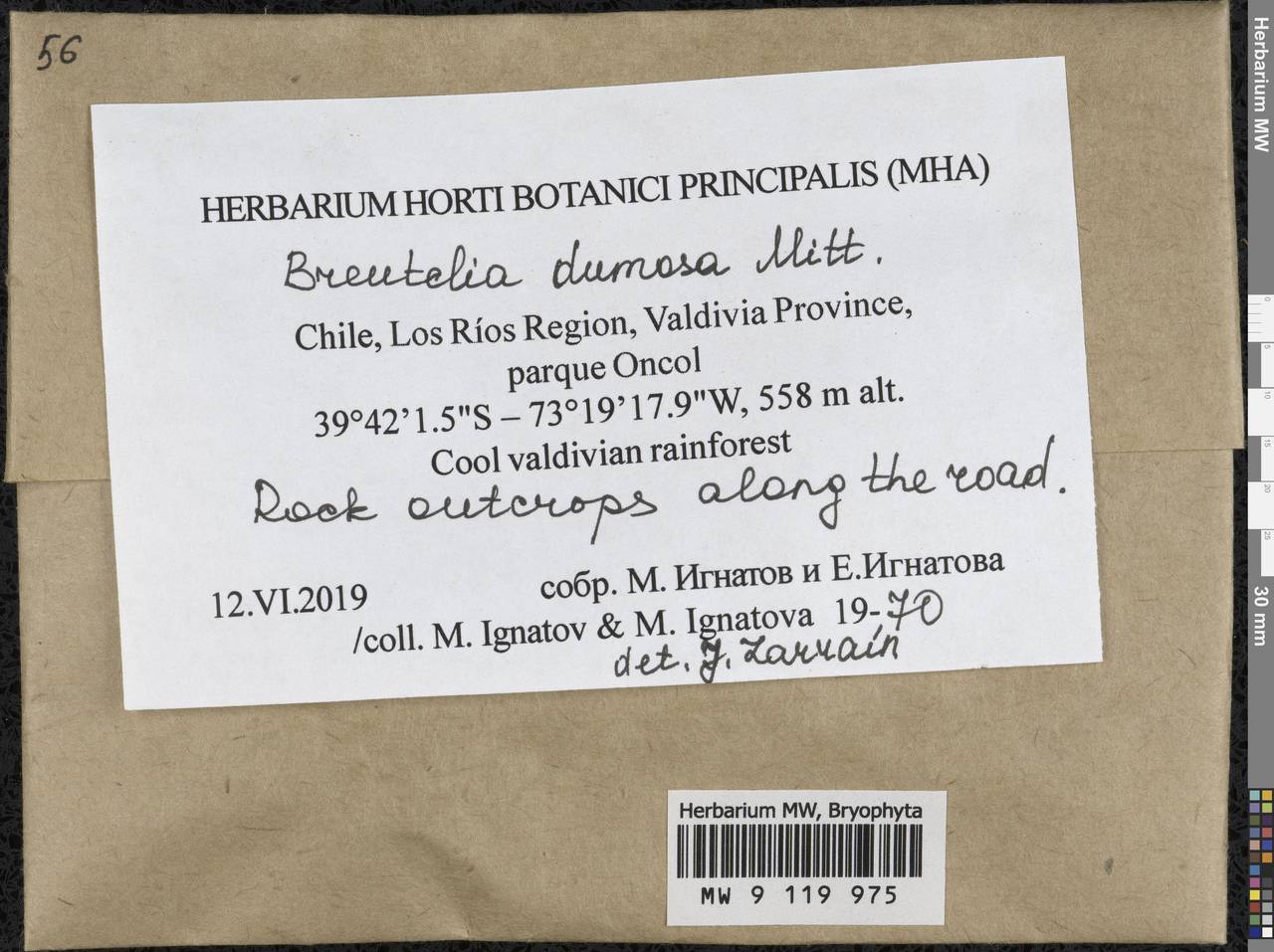 Breutelia dumosa Mitt., Bryophytes, Bryophytes - America (BAm) (Chile)