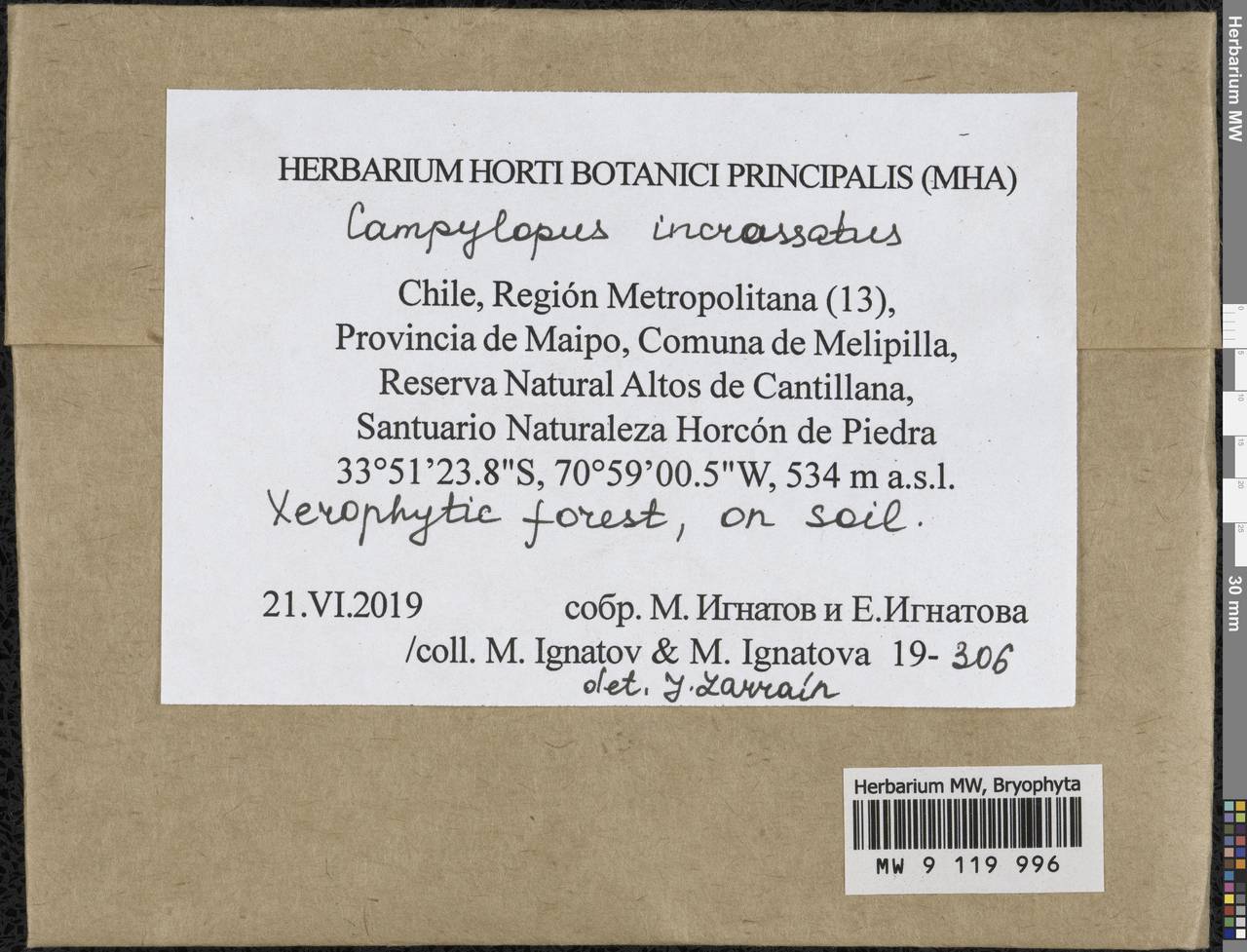 Campylopus incrassatus Kunze ex Müll. Hal., Bryophytes, Bryophytes - America (BAm) (Chile)