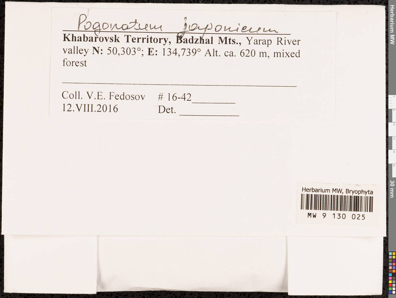 Pogonatum japonicum Sull. & Lesq., Bryophytes, Bryophytes - Russian Far East (excl. Chukotka & Kamchatka) (B20) (Russia)