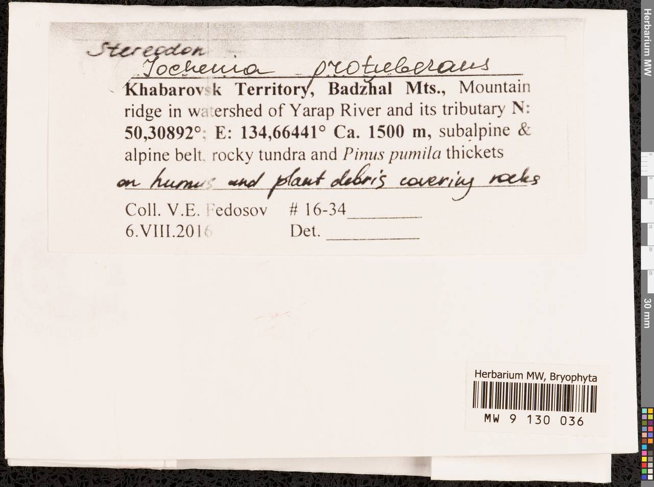 Jochenia protuberans (Brid.) Jan Kučera & Ignatov, Bryophytes, Bryophytes - Russian Far East (excl. Chukotka & Kamchatka) (B20) (Russia)