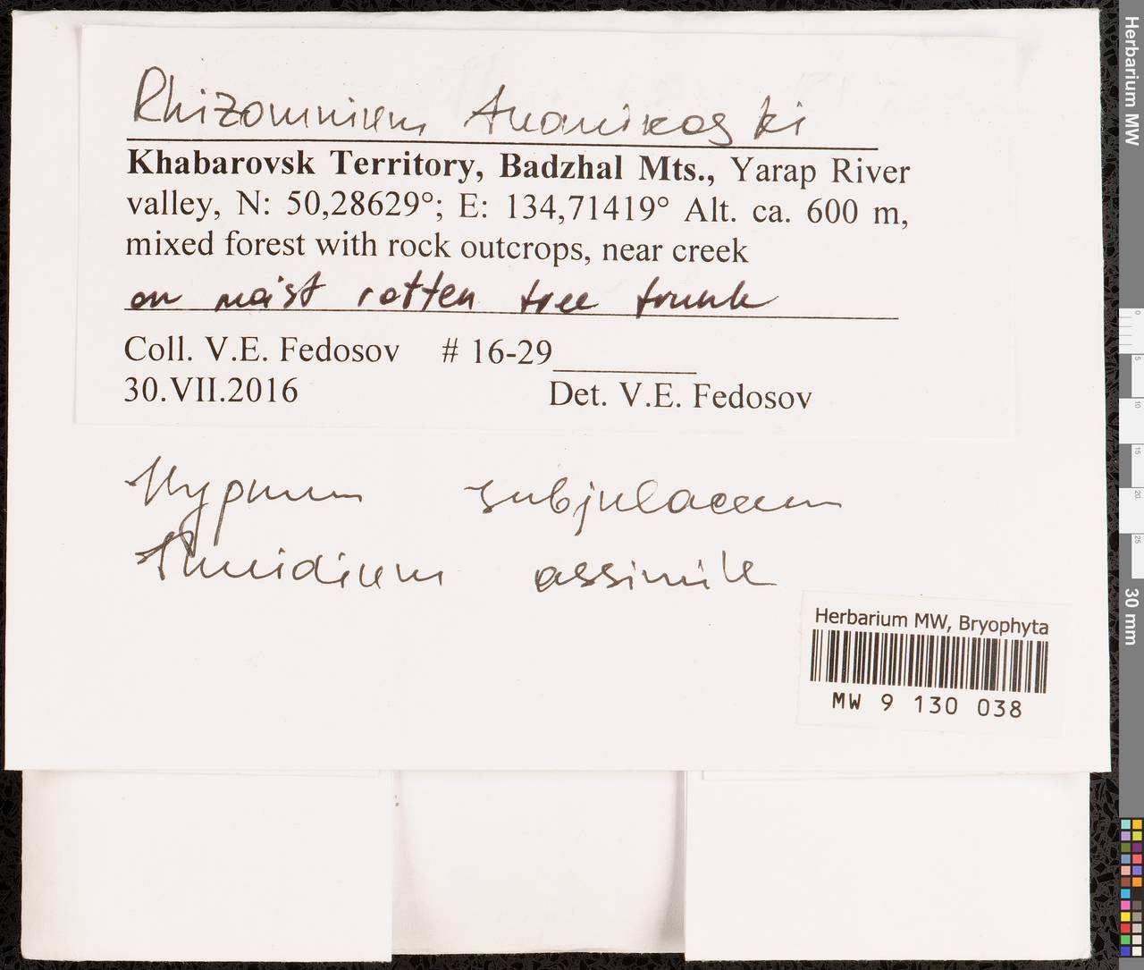 Rhizomnium tuomikoskii T.J. Kop., Bryophytes, Bryophytes - Russian Far East (excl. Chukotka & Kamchatka) (B20) (Russia)