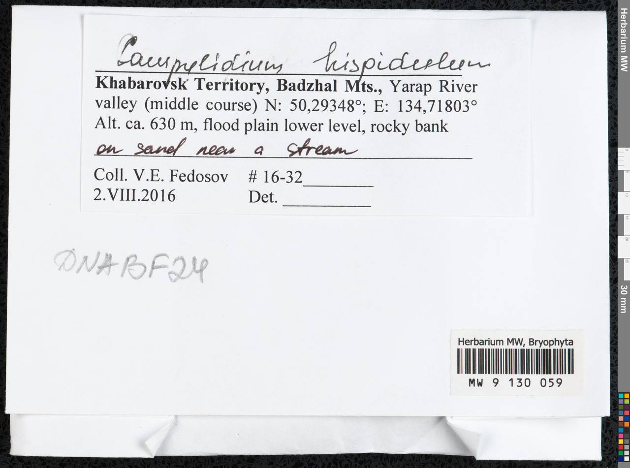 Campylophyllopsis hispidula (Brid.) Ochyra, Bryophytes, Bryophytes - Russian Far East (excl. Chukotka & Kamchatka) (B20) (Russia)
