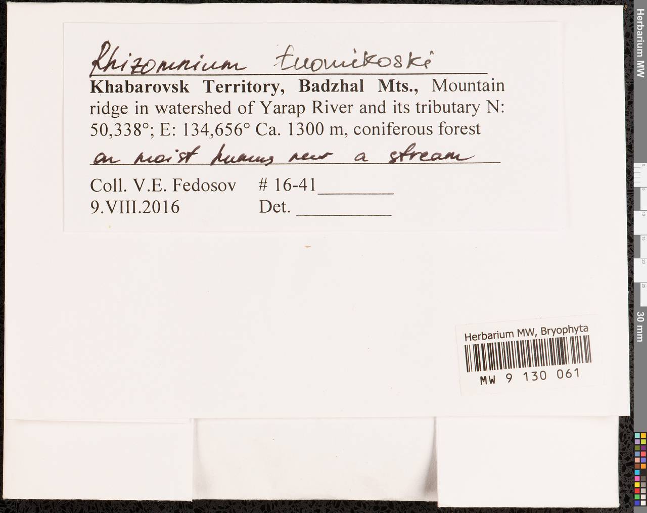 Rhizomnium tuomikoskii T.J. Kop., Bryophytes, Bryophytes - Russian Far East (excl. Chukotka & Kamchatka) (B20) (Russia)