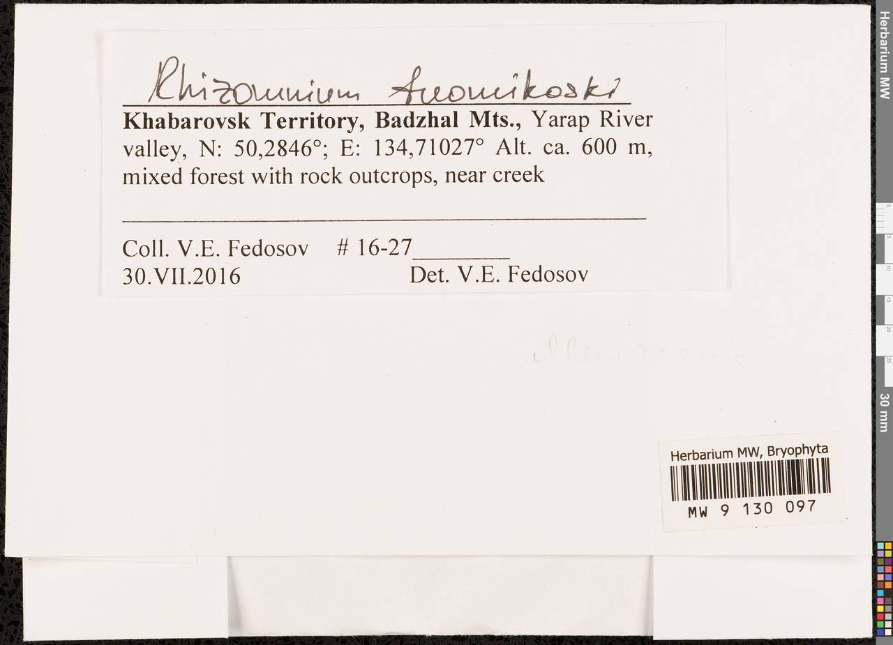 Rhizomnium tuomikoskii T.J. Kop., Bryophytes, Bryophytes - Russian Far East (excl. Chukotka & Kamchatka) (B20) (Russia)