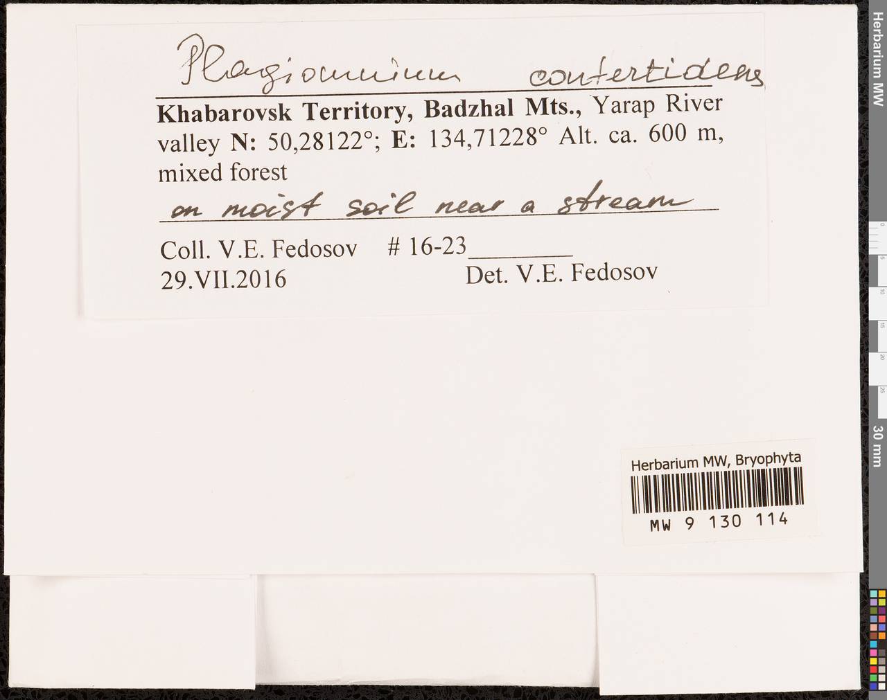 Plagiomnium confertidens (Lindb. & Arnell) T.J. Kop., Bryophytes, Bryophytes - Russian Far East (excl. Chukotka & Kamchatka) (B20) (Russia)