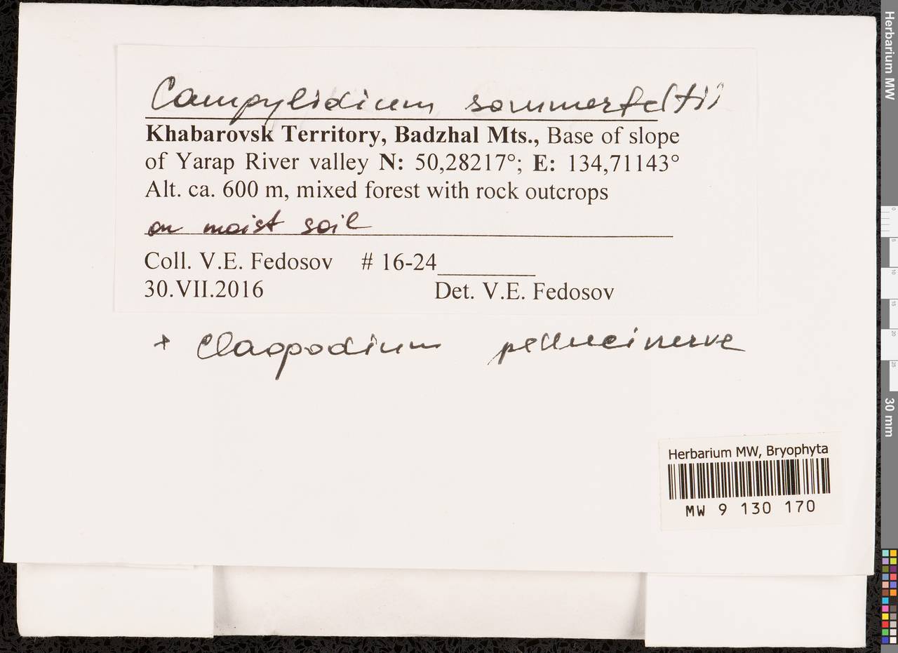Campylophyllopsis sommerfeltii (Myrin) Ochyra, Bryophytes, Bryophytes - Russian Far East (excl. Chukotka & Kamchatka) (B20) (Russia)