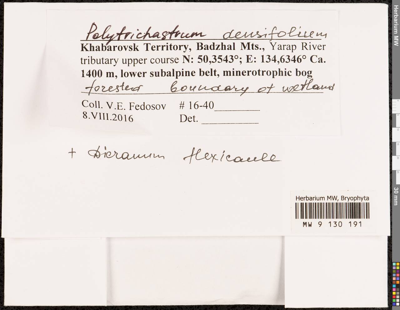 Polytrichum densifolium Wilson ex Mitt., Bryophytes, Bryophytes - Russian Far East (excl. Chukotka & Kamchatka) (B20) (Russia)