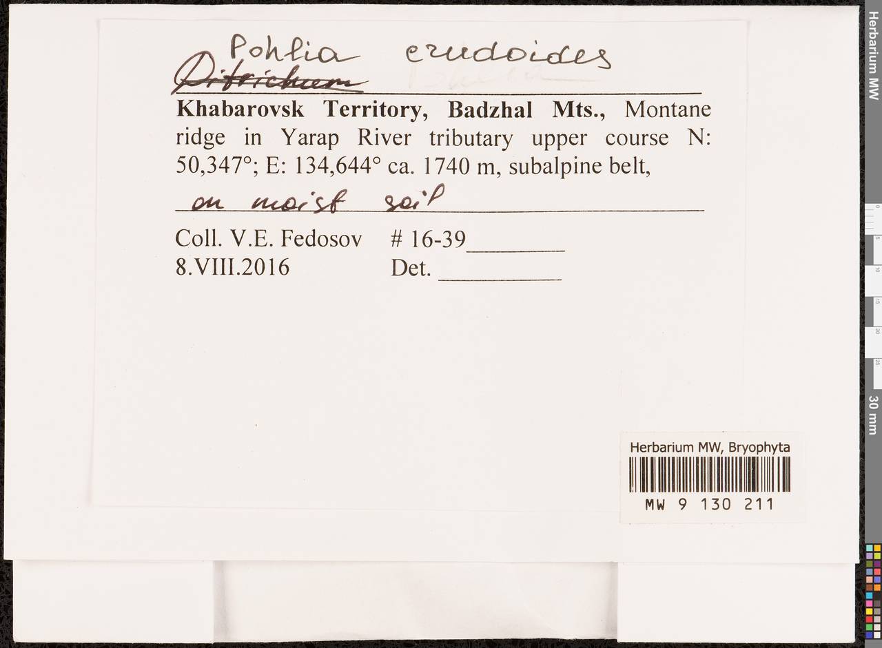 Pohlia crudoides (Sull. & Lesq.) Broth., Bryophytes, Bryophytes - Russian Far East (excl. Chukotka & Kamchatka) (B20) (Russia)
