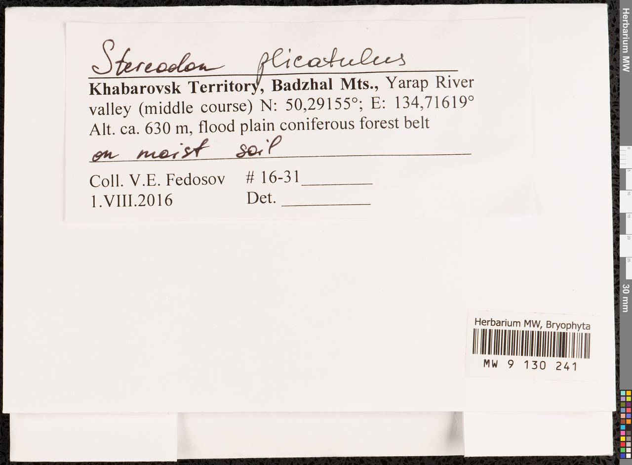 Aquilonium plicatulum (Lindb.) Hedenäs, Schlesak & D. Quandt, Bryophytes, Bryophytes - Russian Far East (excl. Chukotka & Kamchatka) (B20) (Russia)