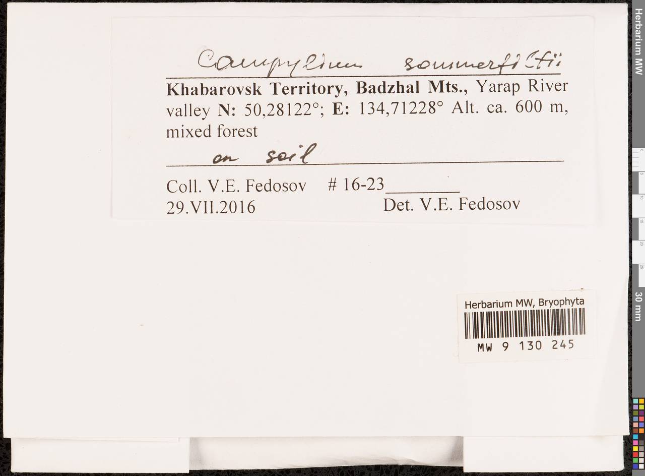 Campylophyllopsis sommerfeltii (Myrin) Ochyra, Bryophytes, Bryophytes - Russian Far East (excl. Chukotka & Kamchatka) (B20) (Russia)