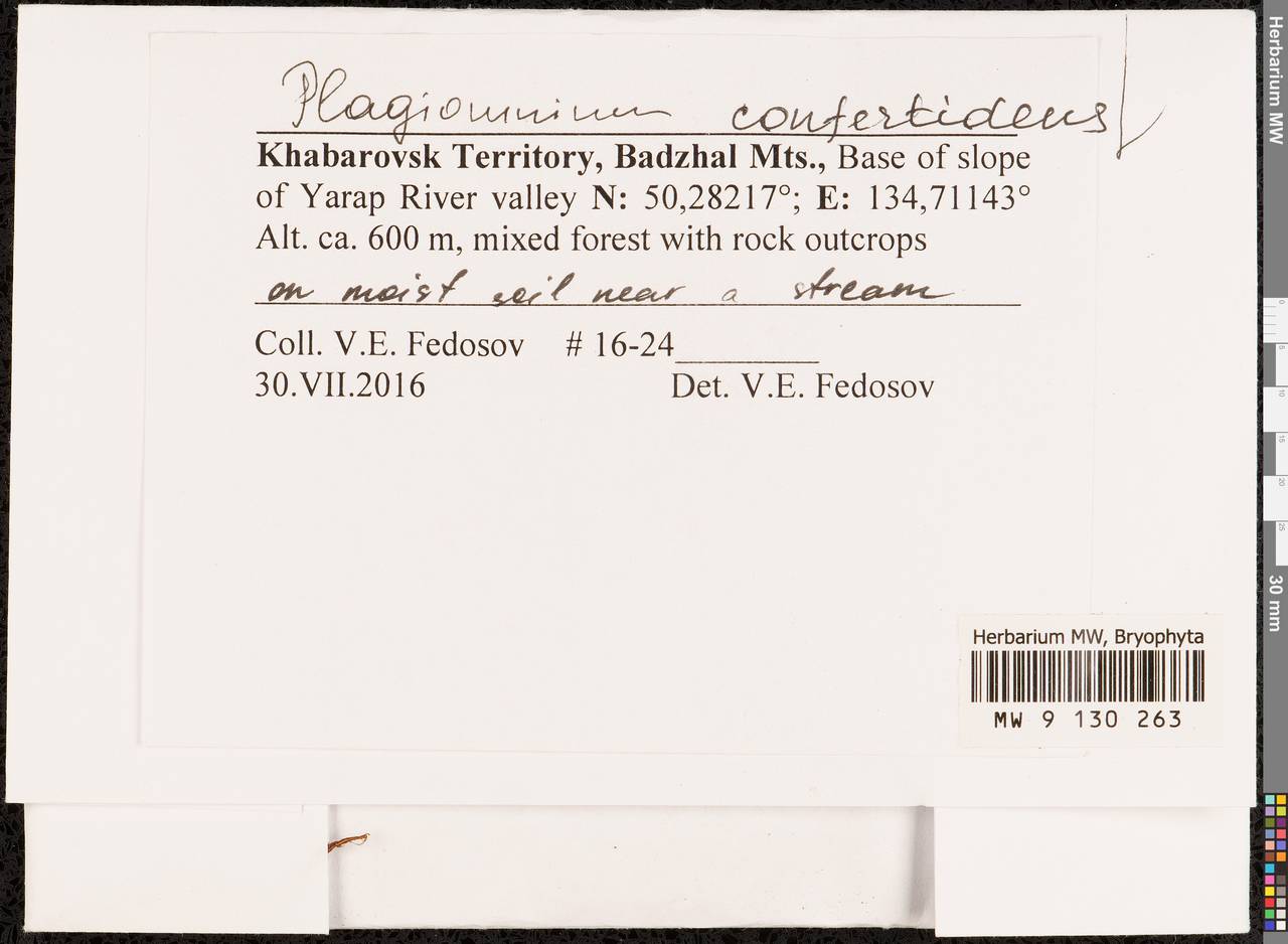 Plagiomnium confertidens (Lindb. & Arnell) T.J. Kop., Bryophytes, Bryophytes - Russian Far East (excl. Chukotka & Kamchatka) (B20) (Russia)
