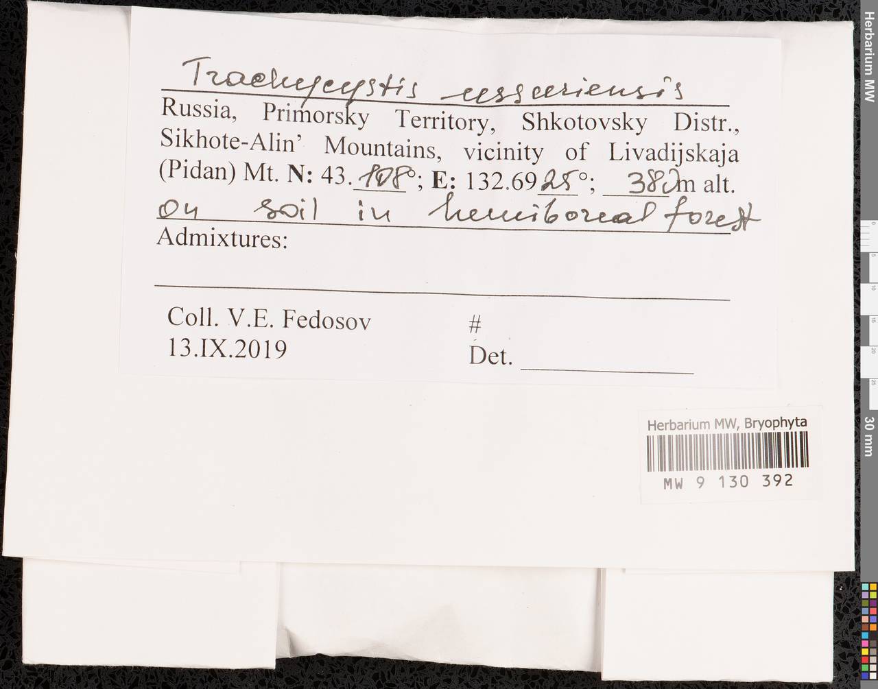 Trachycystis ussuriensis (Regel & Maack) T.J. Kop., Bryophytes, Bryophytes - Russian Far East (excl. Chukotka & Kamchatka) (B20) (Russia)