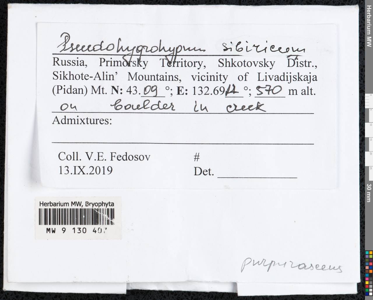 Pseudohygrohypnum subeugyrium (Renauld & Cardot) Ignatov & Ignatova, Bryophytes, Bryophytes - Russian Far East (excl. Chukotka & Kamchatka) (B20) (Russia)