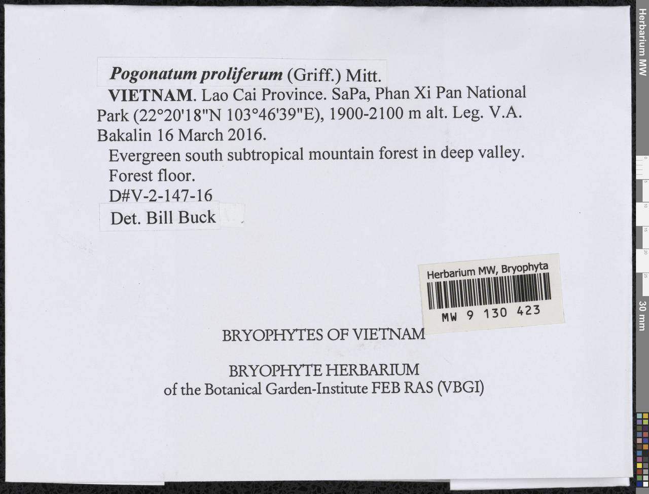 Pogonatum proliferum (Griff.) Mitt., Bryophytes, Bryophytes - Asia (outside ex-Soviet states) (BAs) (Vietnam)