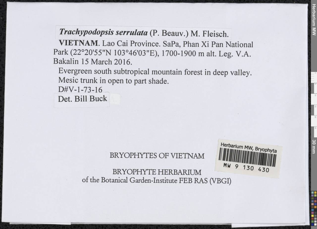 Trachypodopsis serrulata (P. Beauv.) M. Fleisch., Bryophytes, Bryophytes - Asia (outside ex-Soviet states) (BAs) (Vietnam)