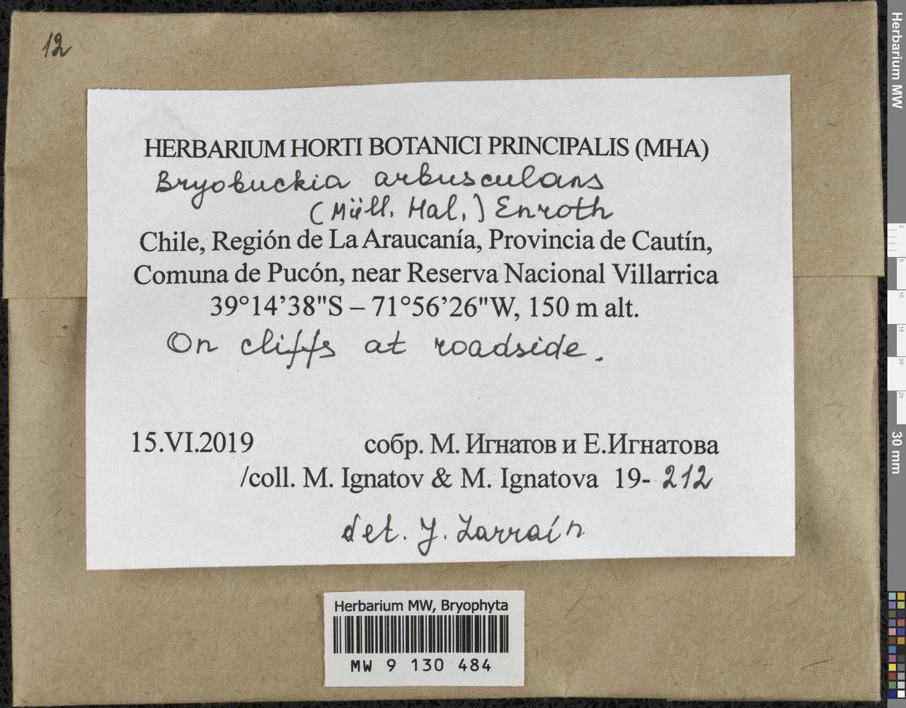 Bryobuckia arbusculans (Müll. Hal.) Enroth, Bryophytes, Bryophytes - America (BAm) (Chile)