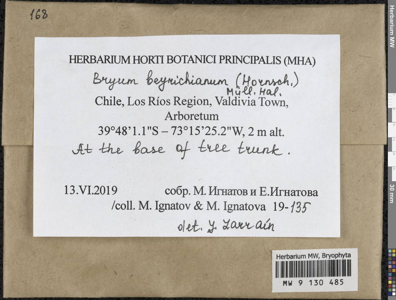 Rhodobryum beyrichianum (Hornsch.) Hampe, Bryophytes, Bryophytes - America (BAm) (Chile)