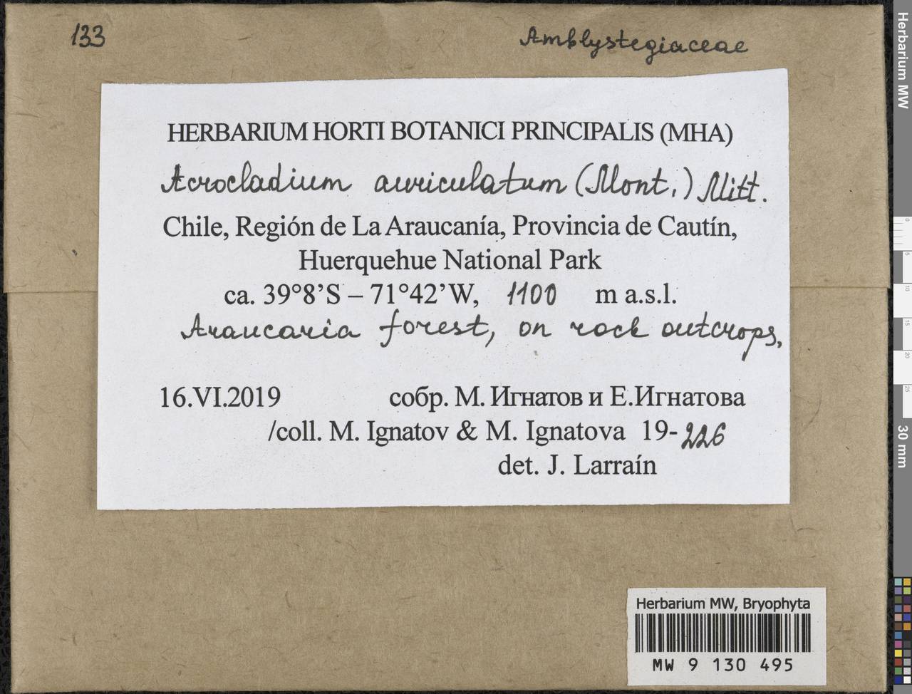 Acrocladium auriculatum (Mont.) Mitt., Bryophytes, Bryophytes - America (BAm) (Chile)