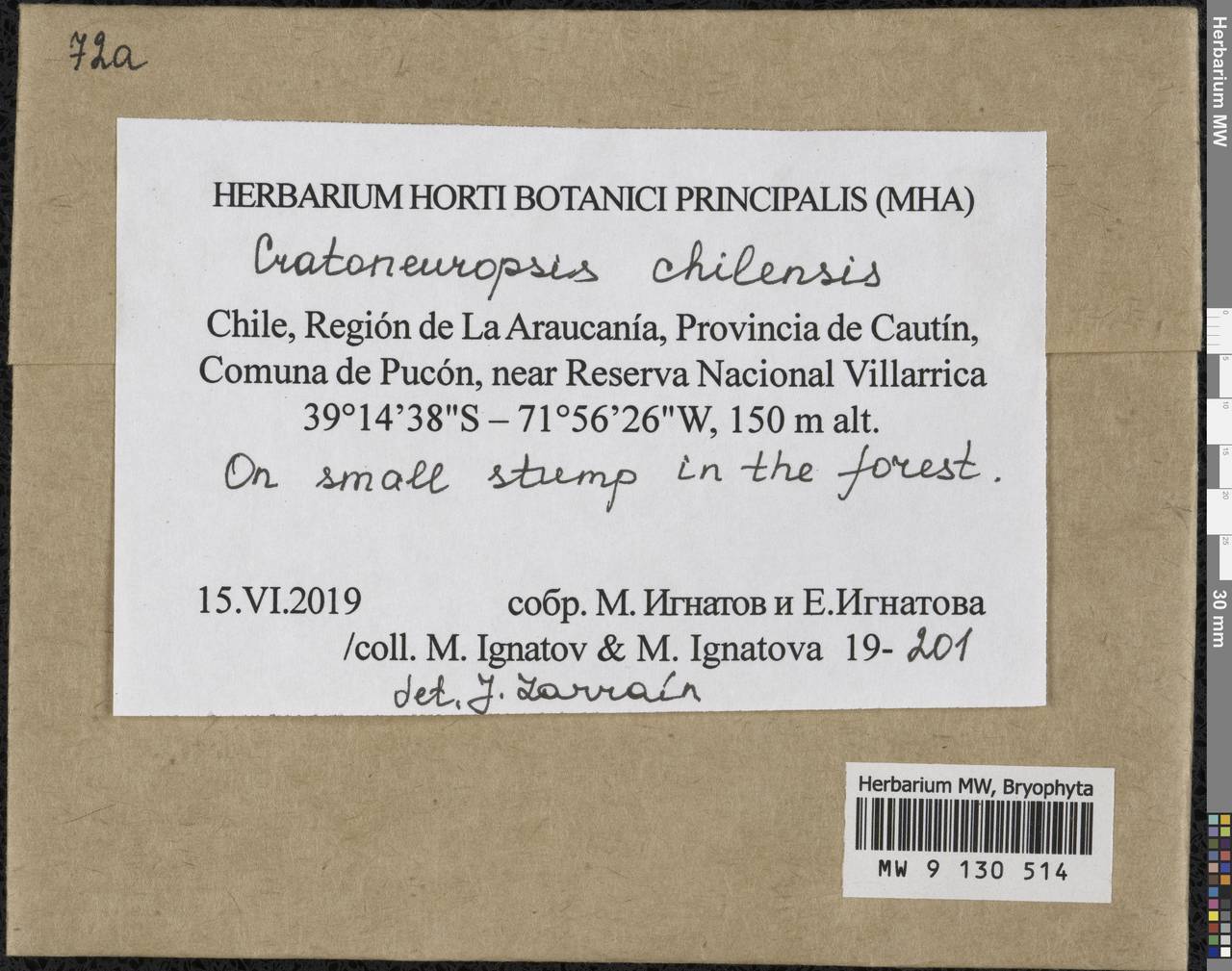 Cratoneuropsis chilensis (Lorentz) Ochyra, Bryophytes, Bryophytes - America (BAm) (Chile)