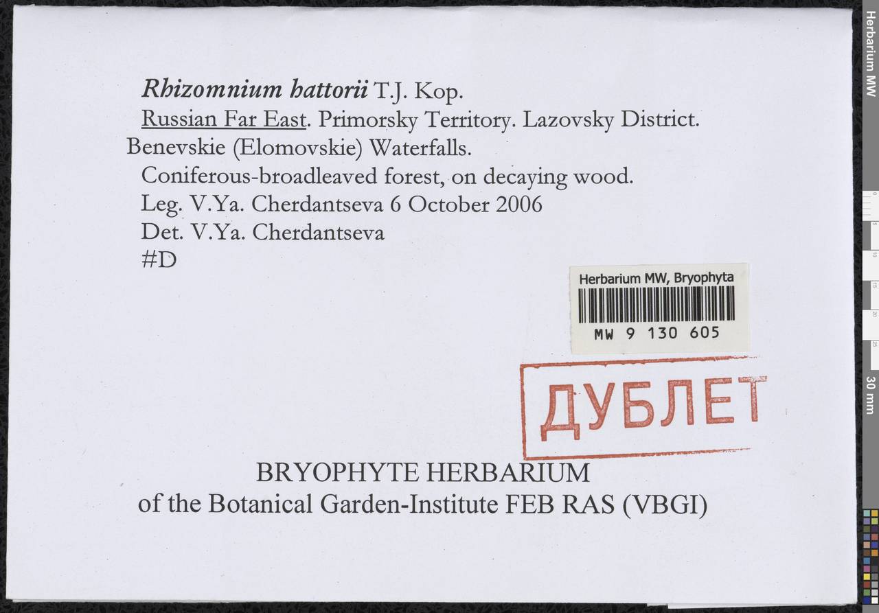 Rhizomnium hattorii T.J. Kop., Bryophytes, Bryophytes - Russian Far East (excl. Chukotka & Kamchatka) (B20) (Russia)