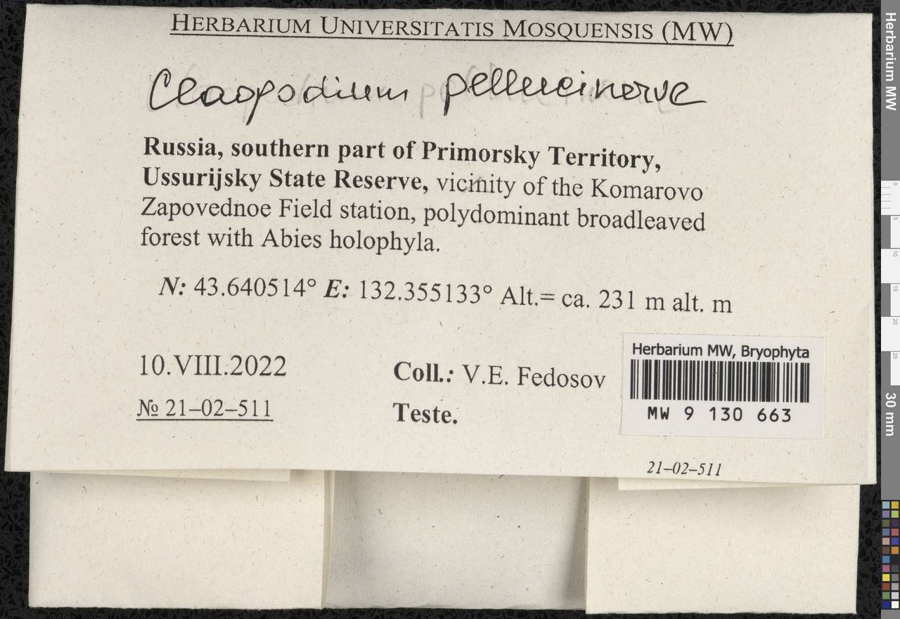 Claopodium pellucinerve (Mitt.) Best, Bryophytes, Bryophytes - Russian Far East (excl. Chukotka & Kamchatka) (B20) (Russia)