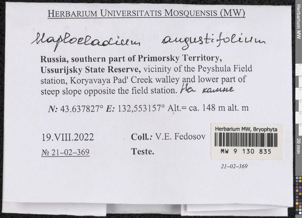 Haplocladium angustifolium (Hampe & Müll. Hal.) Broth., Bryophytes, Bryophytes - Russian Far East (excl. Chukotka & Kamchatka) (B20) (Russia)