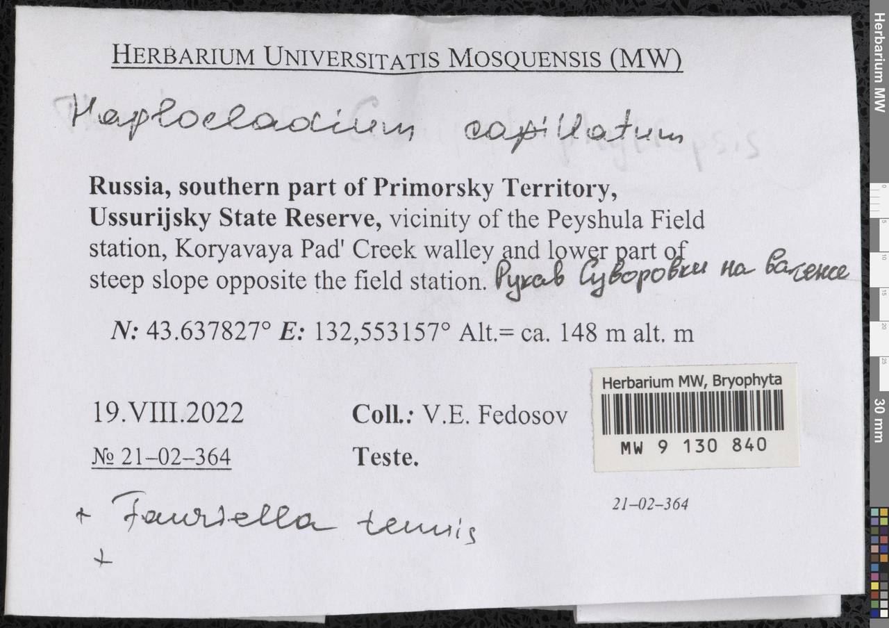 Haplocladium microphyllum (Sw. ex Hedw.) Müll. Hal., Bryophytes, Bryophytes - Russian Far East (excl. Chukotka & Kamchatka) (B20) (Russia)