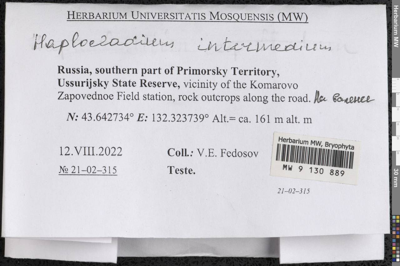 Haplocladium microphyllum (Sw. ex Hedw.) Müll. Hal., Bryophytes, Bryophytes - Russian Far East (excl. Chukotka & Kamchatka) (B20) (Russia)
