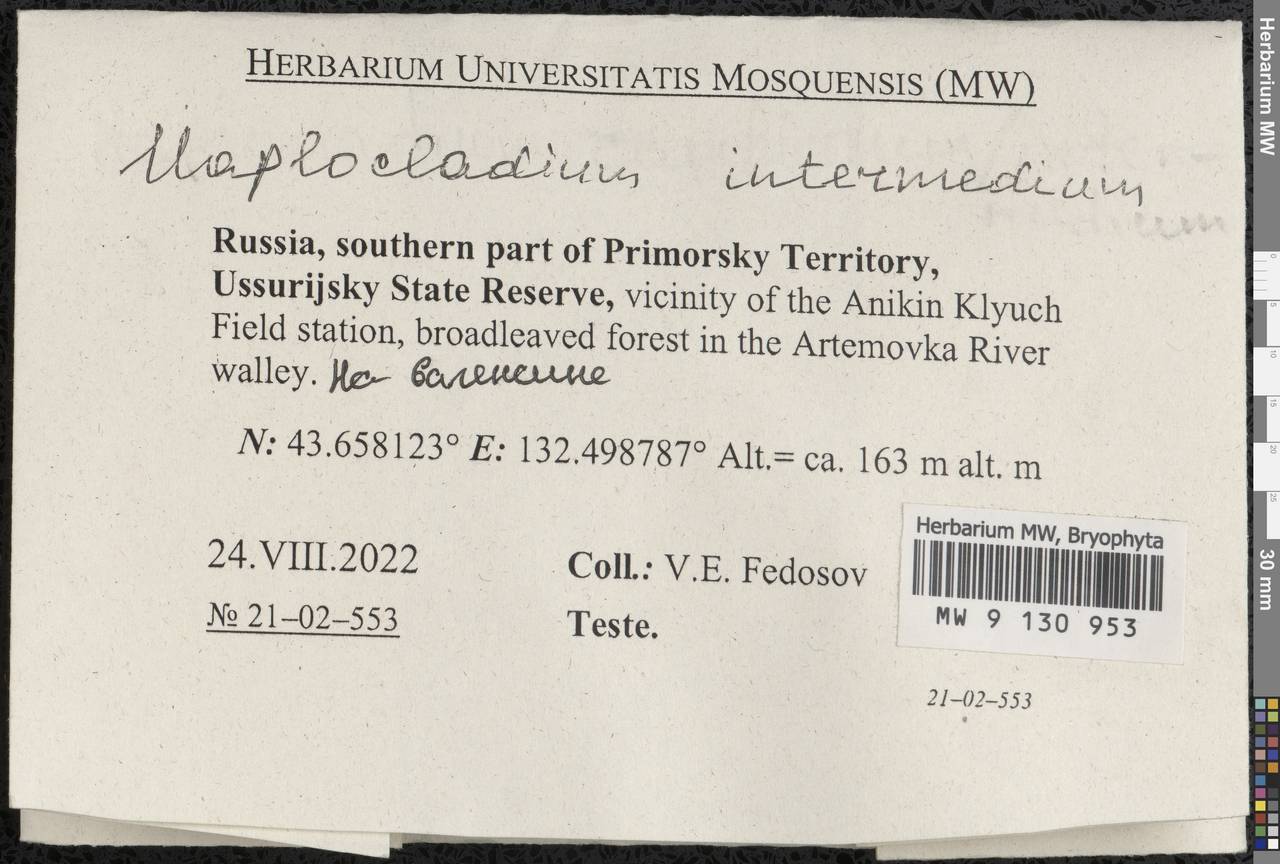 Haplocladium microphyllum (Sw. ex Hedw.) Müll. Hal., Bryophytes, Bryophytes - Russian Far East (excl. Chukotka & Kamchatka) (B20) (Russia)