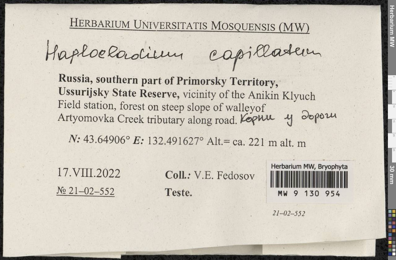 Haplocladium microphyllum (Sw. ex Hedw.) Broth., Bryophytes, Bryophytes - Russian Far East (excl. Chukotka & Kamchatka) (B20) (Russia)