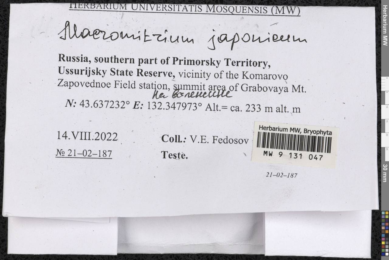 Macromitrium japonicum Dozy & Molk., Bryophytes, Bryophytes - Russian Far East (excl. Chukotka & Kamchatka) (B20) (Russia)